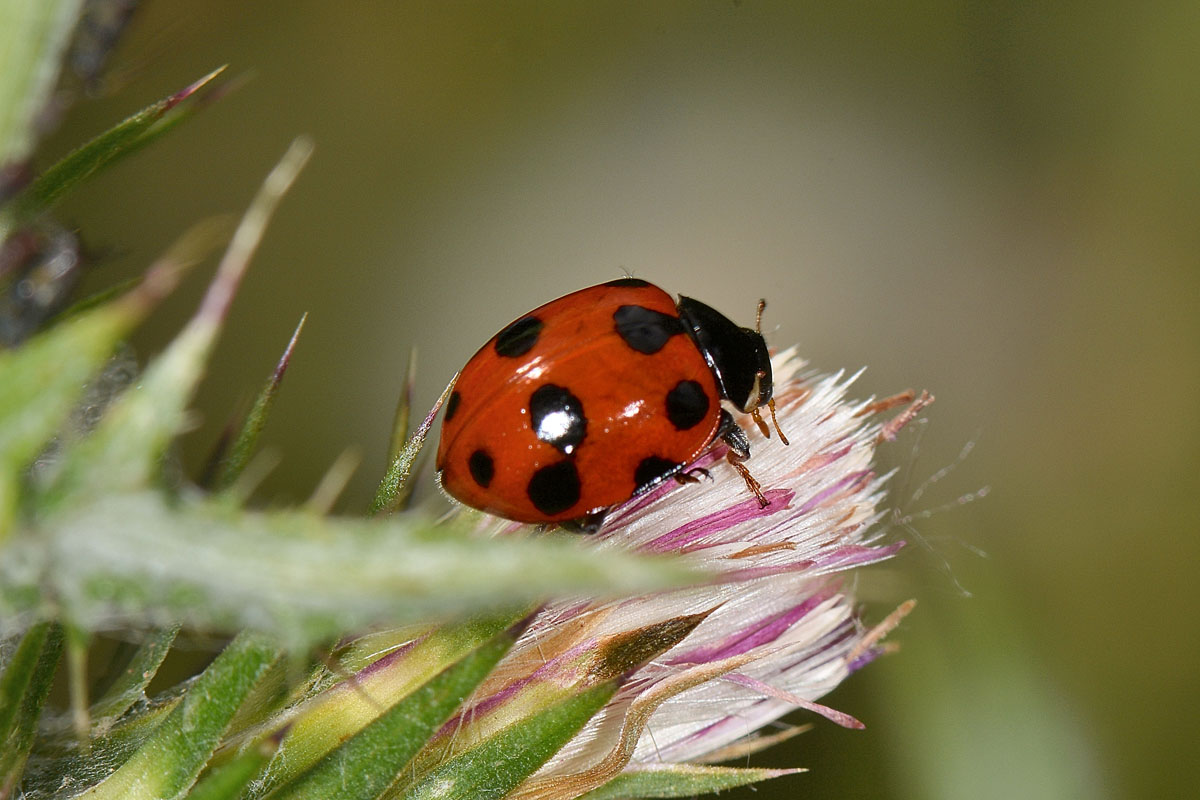 Coccinella undecimpunctata? No, Ceratomegilla undecimnotata